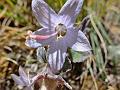 Pale Open Bellflower